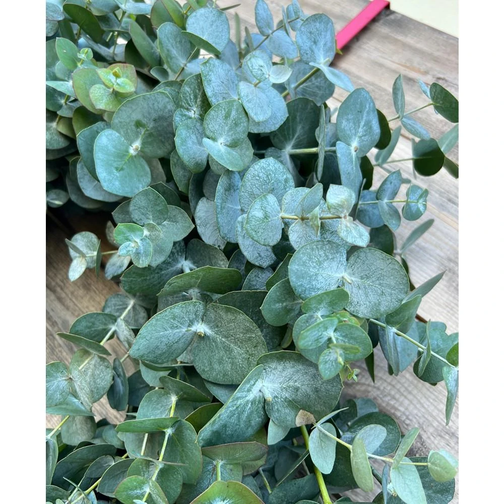 商品GreenishBlu|Fresh Real True Blue Eucalyptus Spring Wreath,价格¥733,第3张图片详细描述