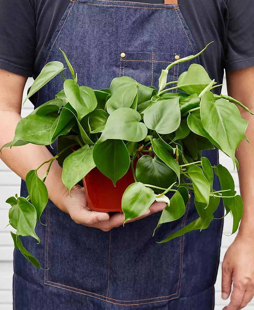 商品House Plant Shop|Philodendron Cordatum Heartleaf Live Plant, 6" Pot,价格¥191,第2张图片详细描述