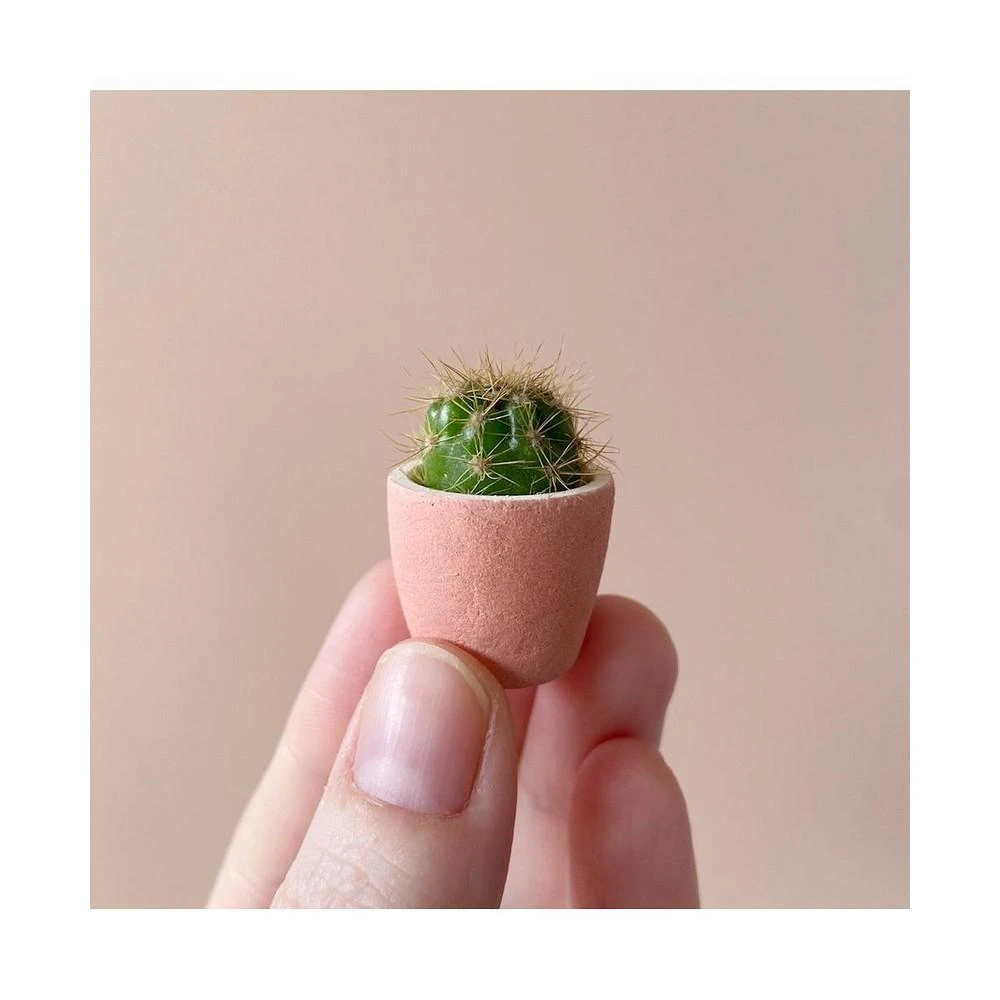 商品Tierra Sol Studio|Frank Mini Cactus Kit,价格¥164,第3张图片详细描述