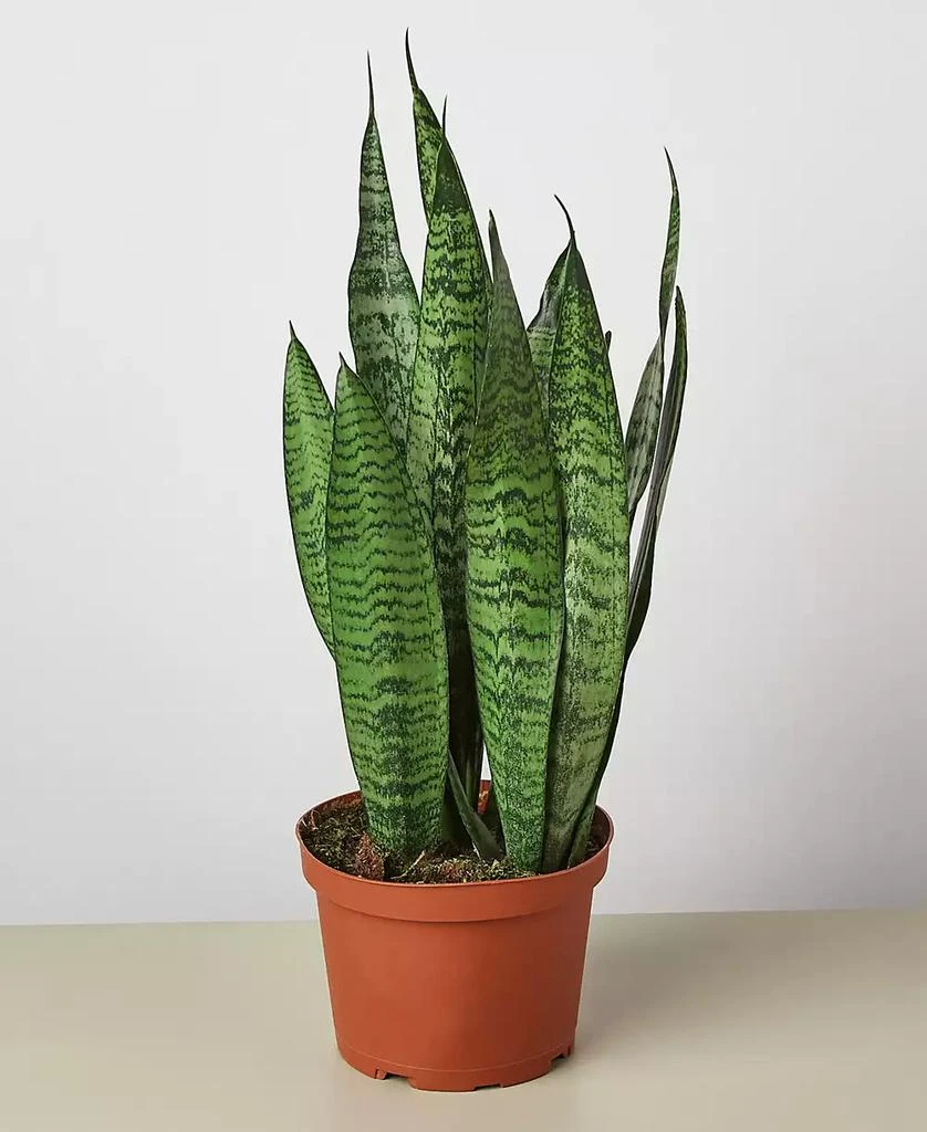 商品House Plant Shop|Snake 'Zeylanica' Live Plant, 6" Pot,价格¥191,第1张图片