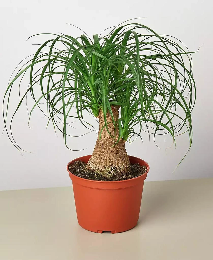 商品House Plant Shop|Palm 'Ponytail' Live Plant, 6" Pot,价格¥191,第1张图片