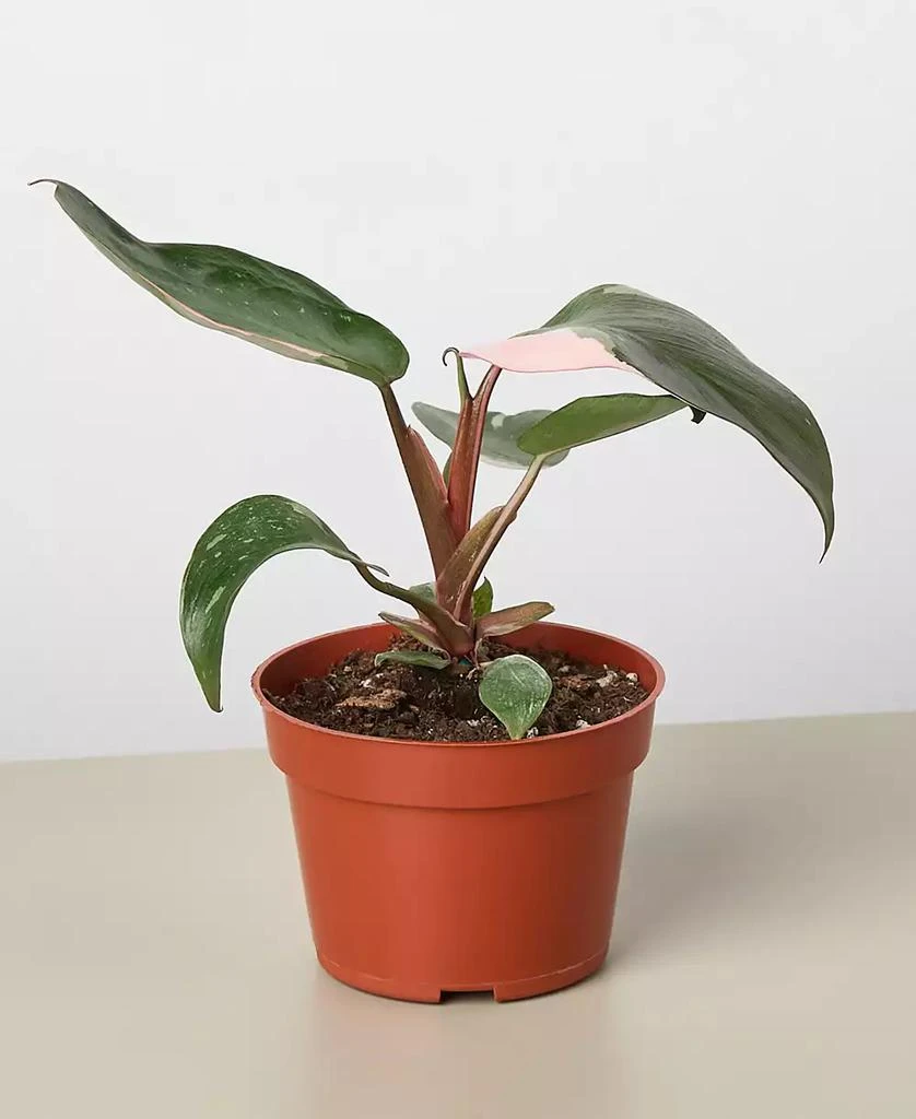 商品House Plant Shop|Philodendron Pink Princess in 4" Pot,价格¥386,第2张图片详细描述