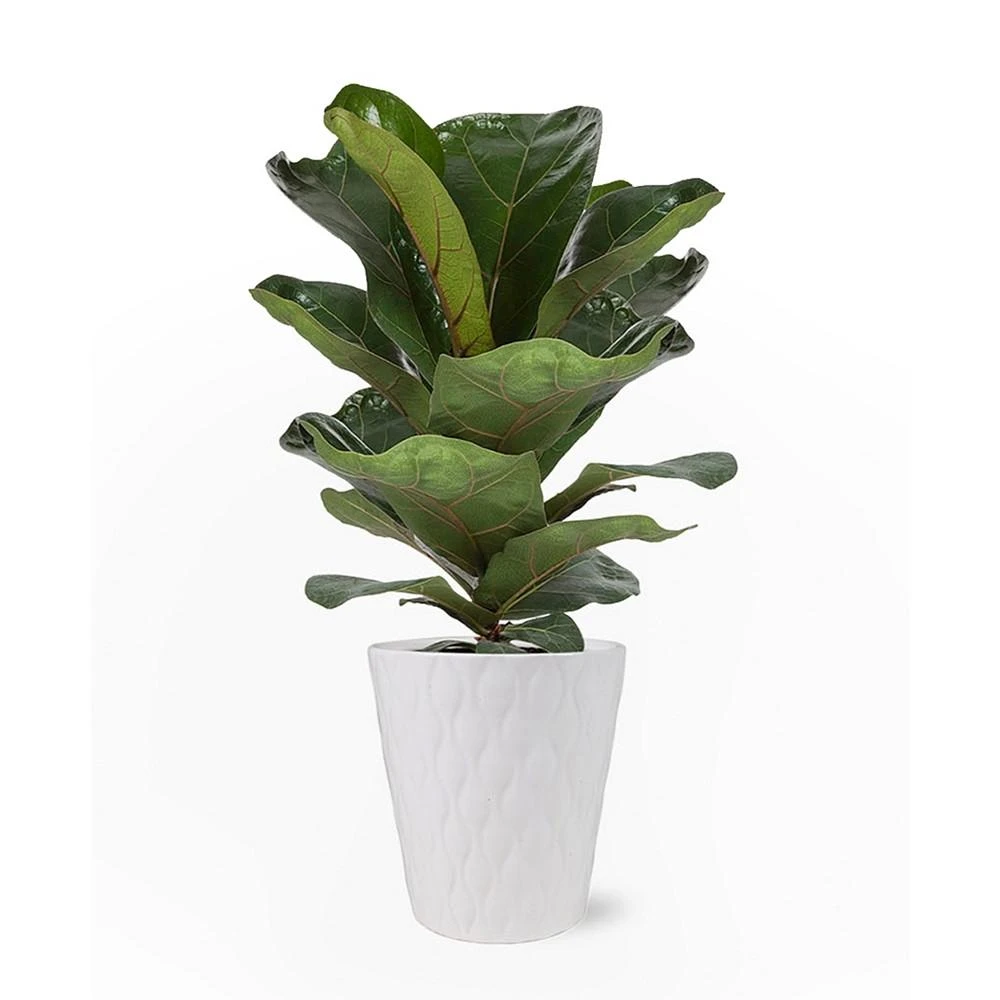 商品BloomsyBox|Portland Fiddle Leaf Fig Live Plant,价格¥448,第1张图片