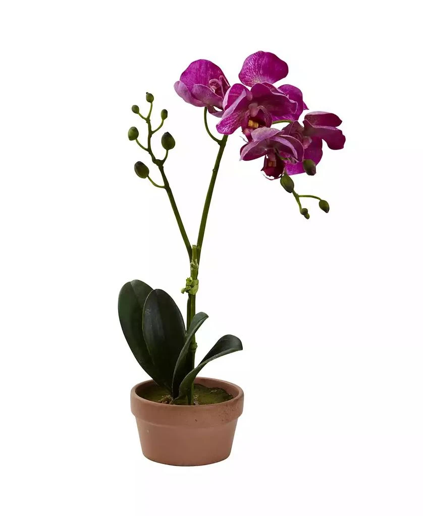 商品NEARLY NATURAL|4-Pc. Phalaenopsis Orchid Set with Clay Vases,价格¥389,第3张图片详细描述