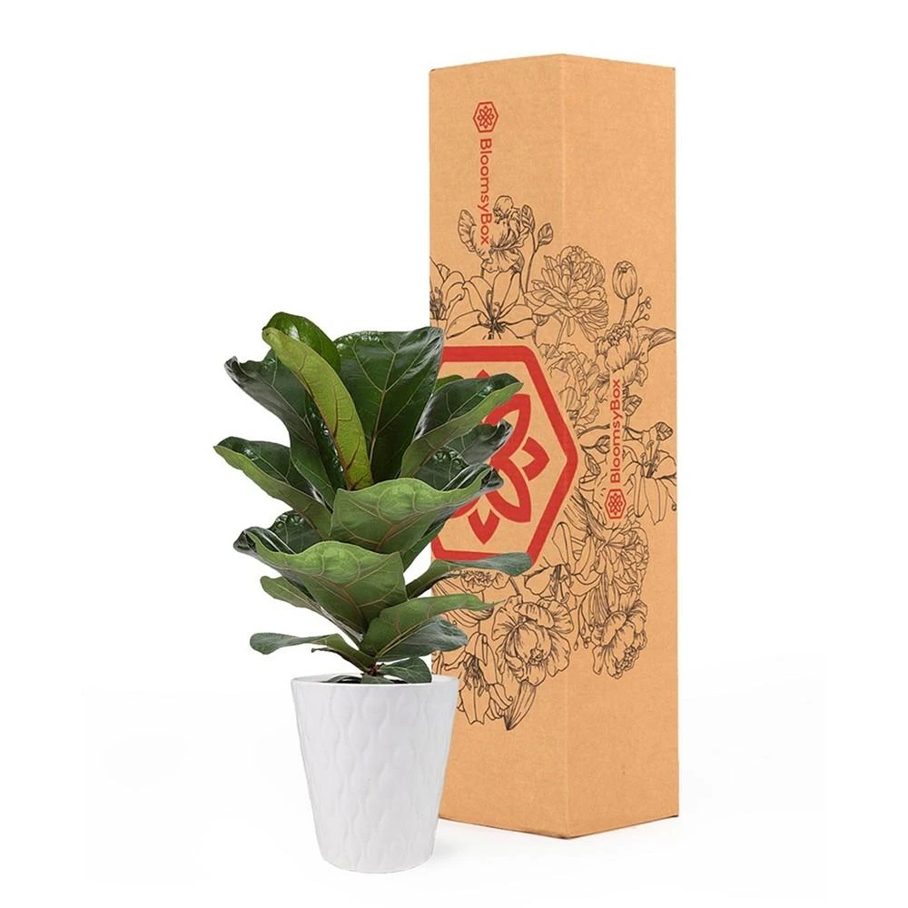 商品BloomsyBox|Portland Fiddle Leaf Fig Live Plant,价格¥448,第3张图片详细描述