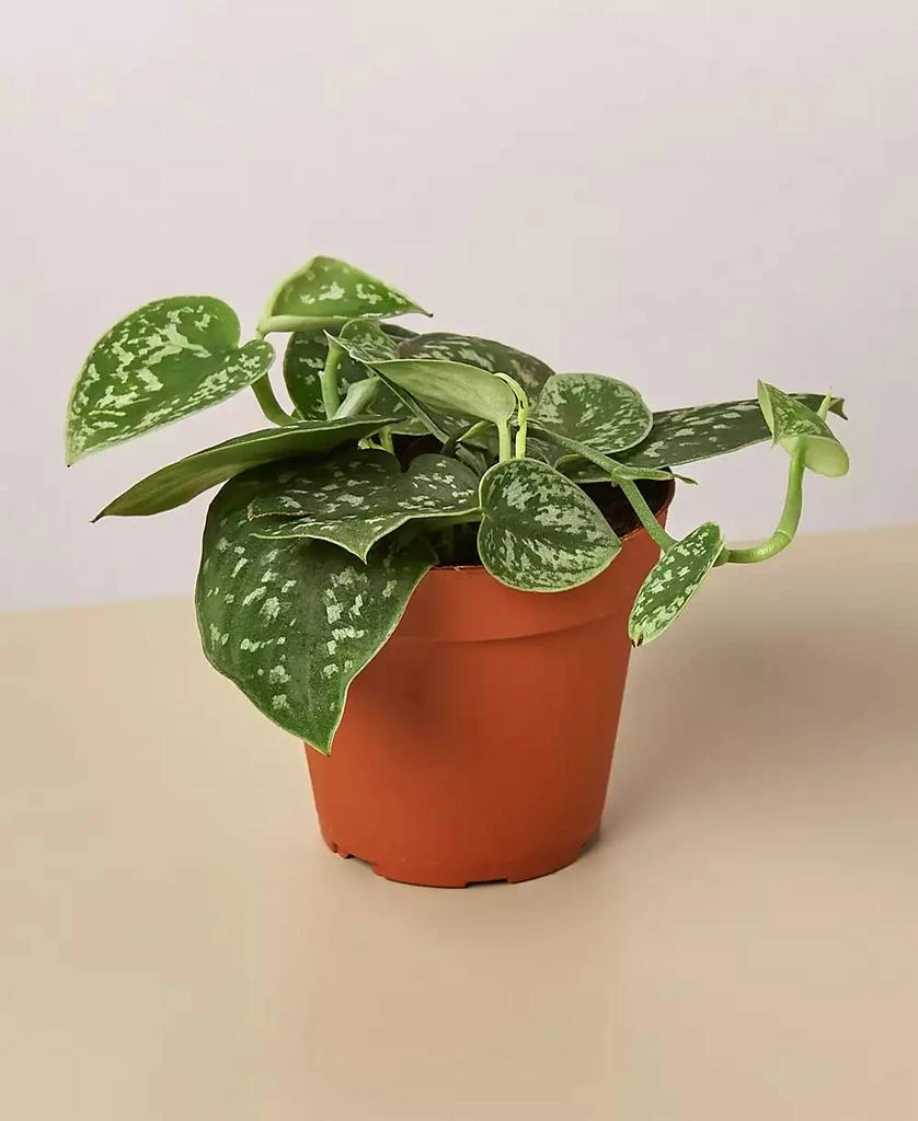 商品House Plant Shop|Pothos 'Satin' Live Plant, 4" Pot,价格¥139,第1张图片