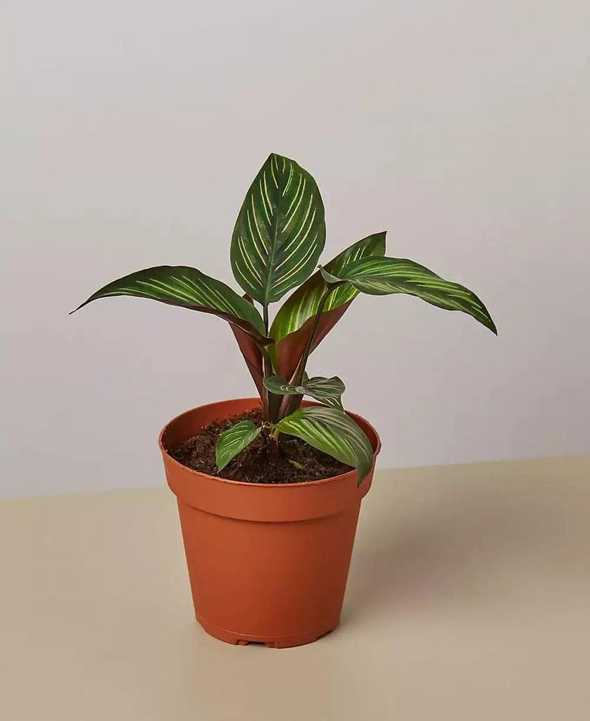 商品House Plant Shop|Calathea 'Beauty Star' Live Plant, 4" Pot,价格¥202,第1张图片