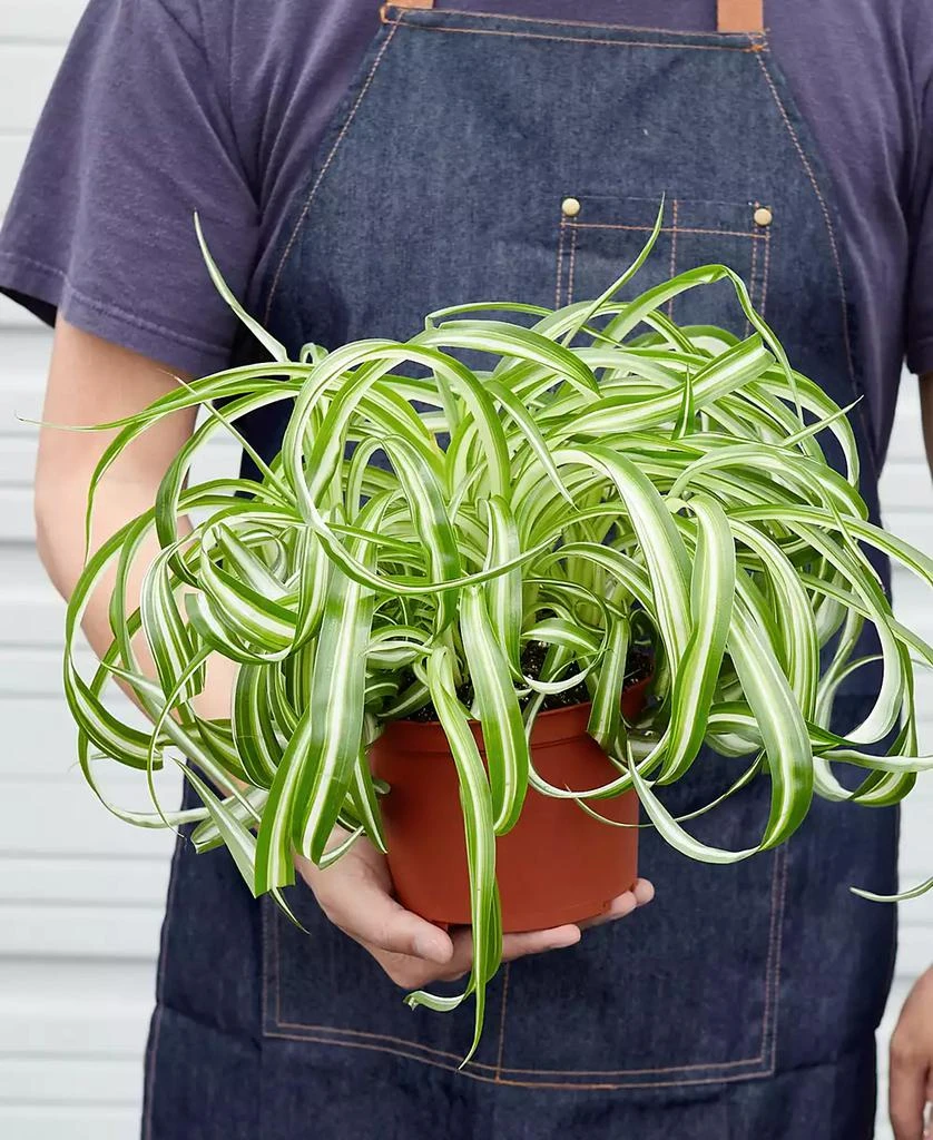 商品House Plant Shop|Spider Plant 'Bonnie' Live Plant, 6" Pot,价格¥191,第3张图片详细描述