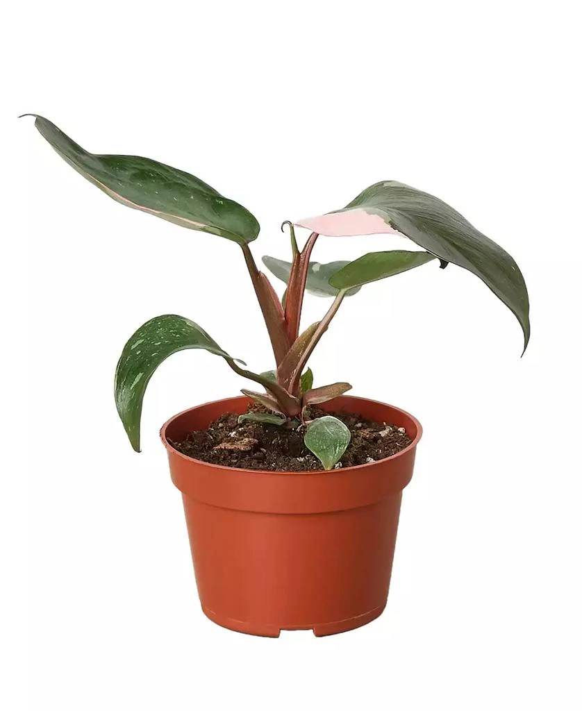 商品House Plant Shop|Philodendron Pink Princess in 4" Pot,价格¥386,第1张图片