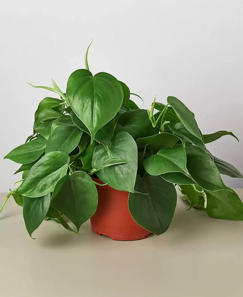 商品House Plant Shop|Philodendron Cordatum Heartleaf Live Plant, 6" Pot,价格¥191,第1张图片