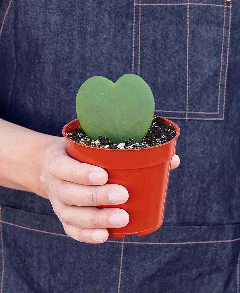 商品House Plant Shop|Hoya Sweetheart Live Plant, 4" Pot,价格¥134,第3张图片详细描述