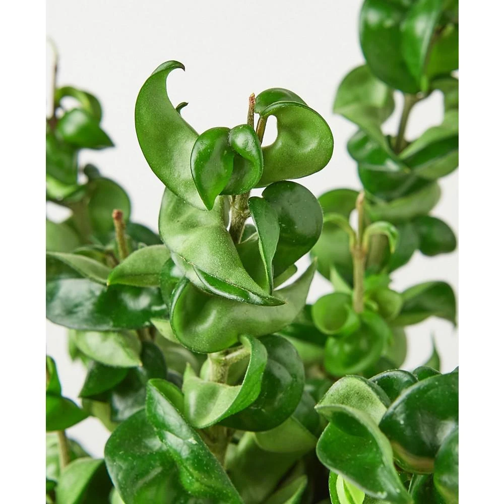 商品House Plant Shop|Hoya Rope Live Plant, 6" Pot,价格¥262,第2张图片详细描述