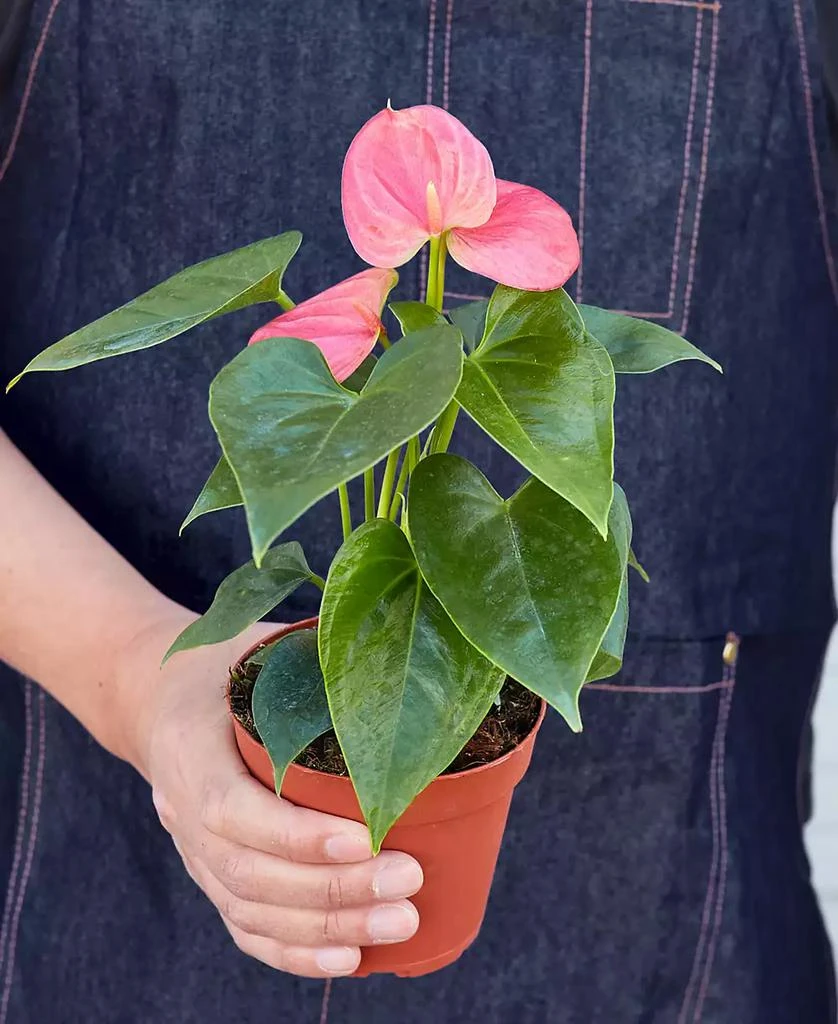 商品House Plant Shop|Pink Anthurium Live Plant, 4" Pot,价格¥150,第3张图片详细描述