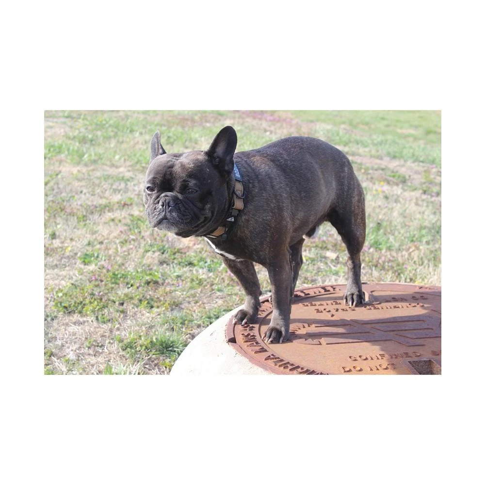 商品Tough Pup|Hawkins Extra-Large Tactical Dog Collar,价格¥186,第3张图片详细描述