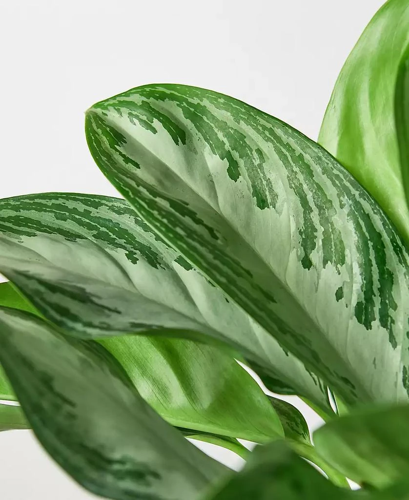 商品House Plant Shop|Chinese Evergreen 'Silver Bay' Live Plant, 6" Pot,价格¥267,第2张图片详细描述