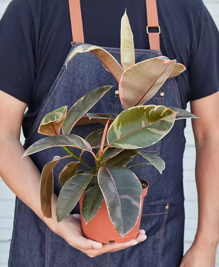 商品House Plant Shop|Ficus Ruby Pink 'Elastica' Live Plant, 6" Pot,价格¥269,第2张图片详细描述