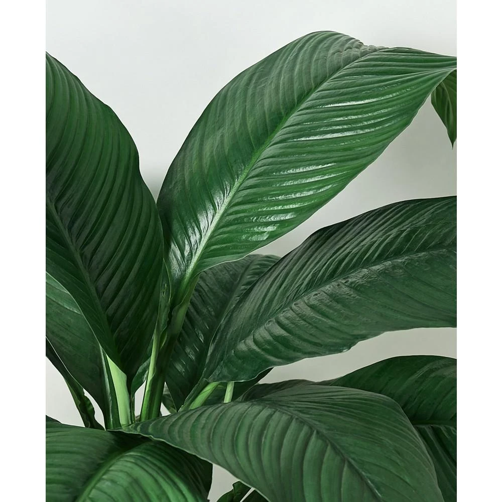 商品House Plant Shop|Spathiphyllum Peace Lily Live Plant, 10" Pot,价格¥927,第2张图片详细描述