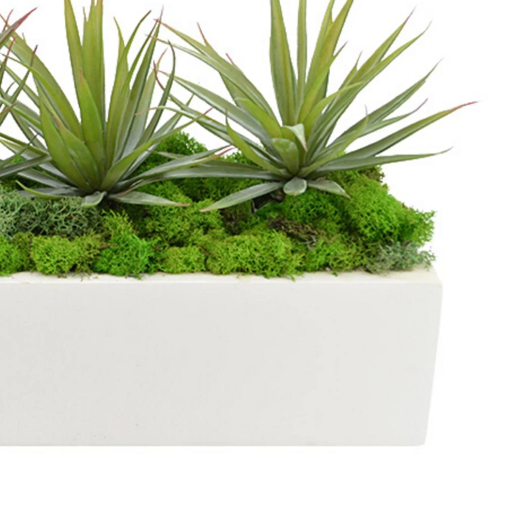 商品Creative Displays|Green Yucca, Cactus with Moss Succulent Plant,价格¥1302,第4张图片详细描述