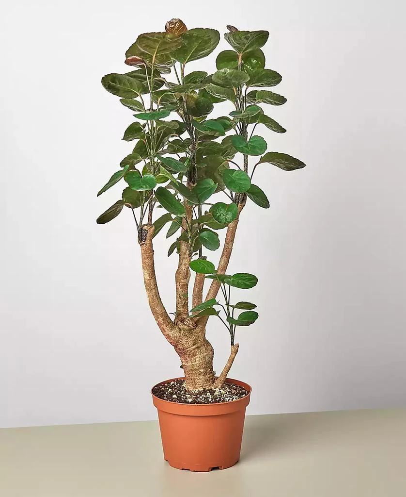 商品House Plant Shop|Aralia Fabian Stump 'Polyscias Scutellaria' Live Plant, 6" Pot,价格¥269,第1张图片