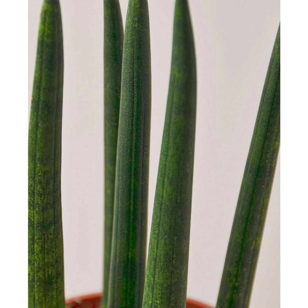 商品House Plant Shop|Snake Plant Cylindrica Live Plant, 4" Pot,价格¥150,第2张图片详细描述