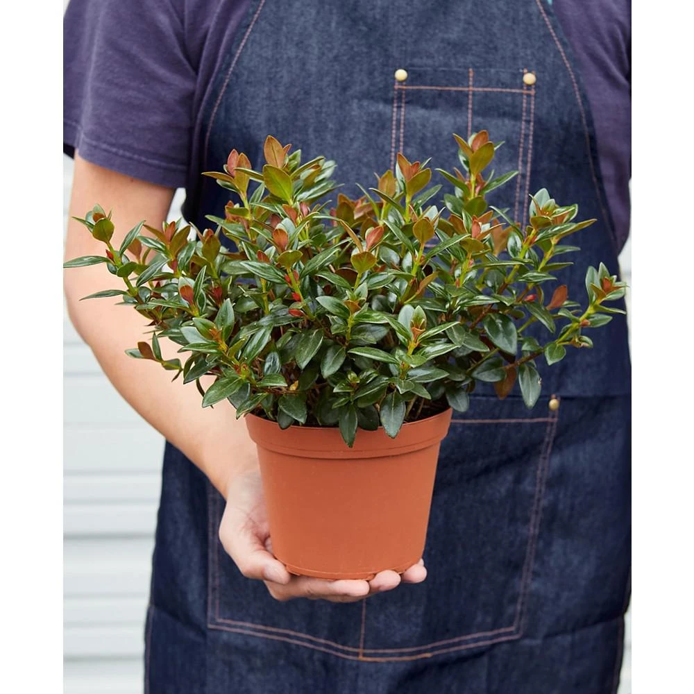 商品House Plant Shop|Black Nementanthus Goldfish Live Plant, 6" Pot,价格¥225,第3张图片详细描述