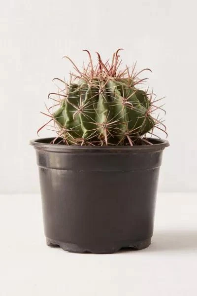 商品Urban Outfitters|6" Live Cactus,价格¥255,第1张图片