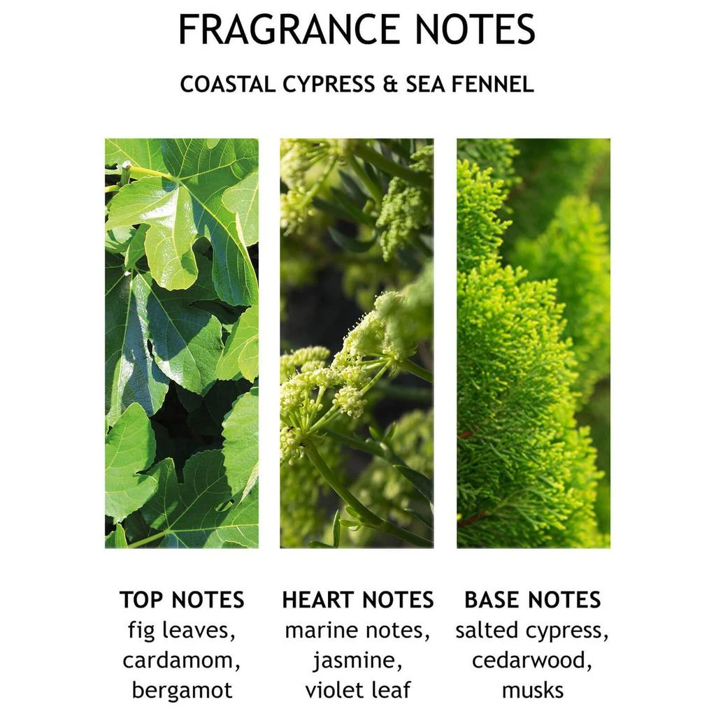 商品Molton Brown|Molton Brown Coastal Cypress & Sea Fennel Hand Lotion,价格¥201,第4张图片详细描述