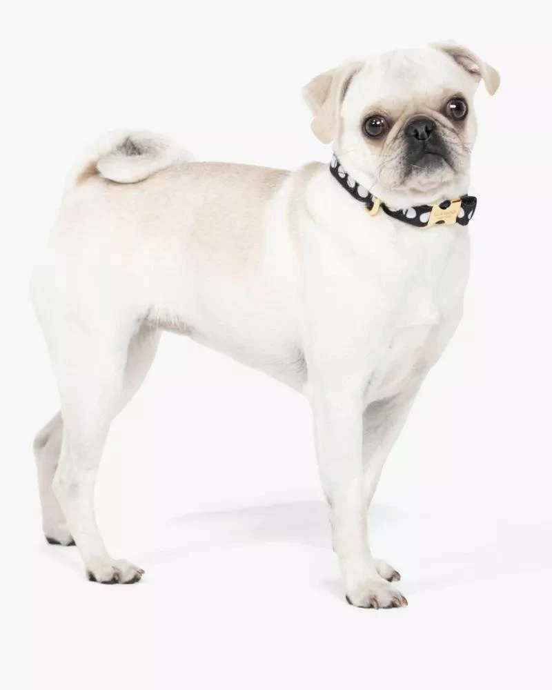 Art Dot Collar S/M 商品