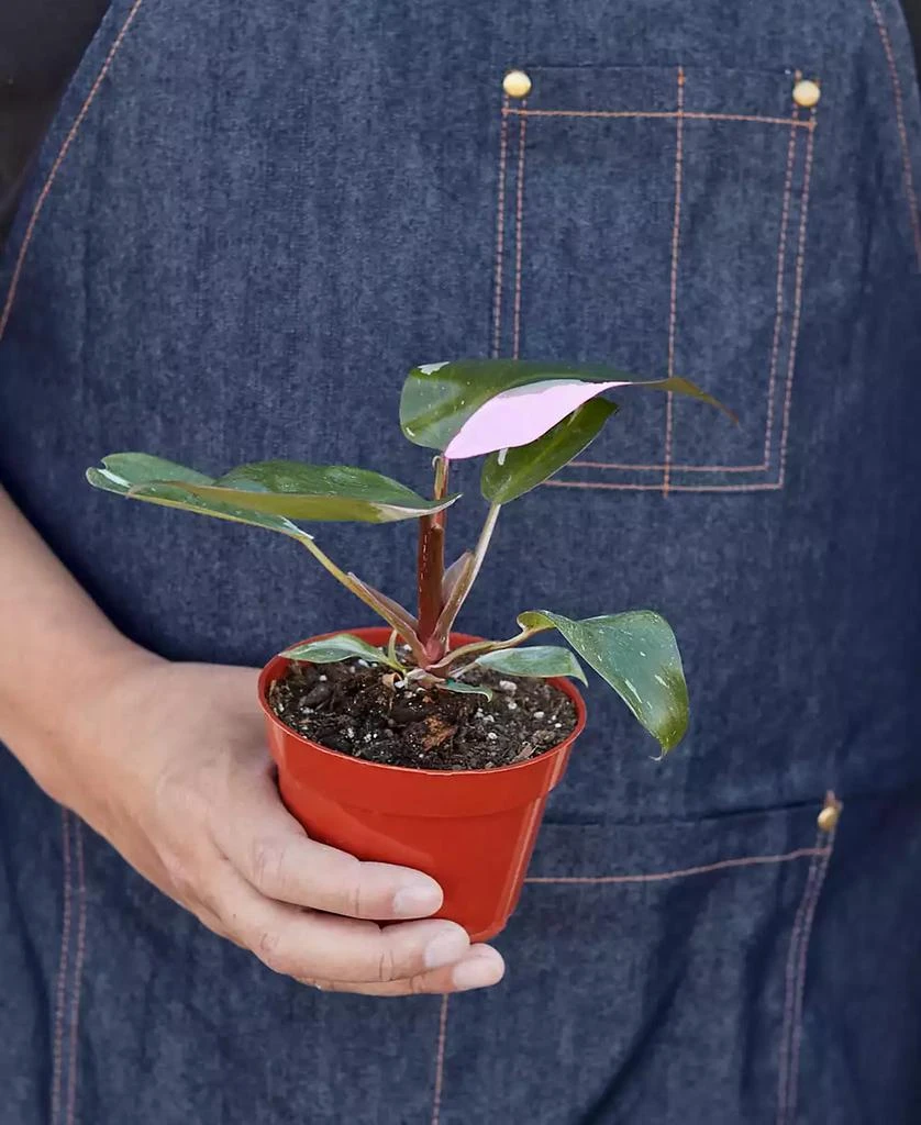 商品House Plant Shop|Philodendron Pink Princess in 4" Pot,价格¥371,第3张图片详细描述
