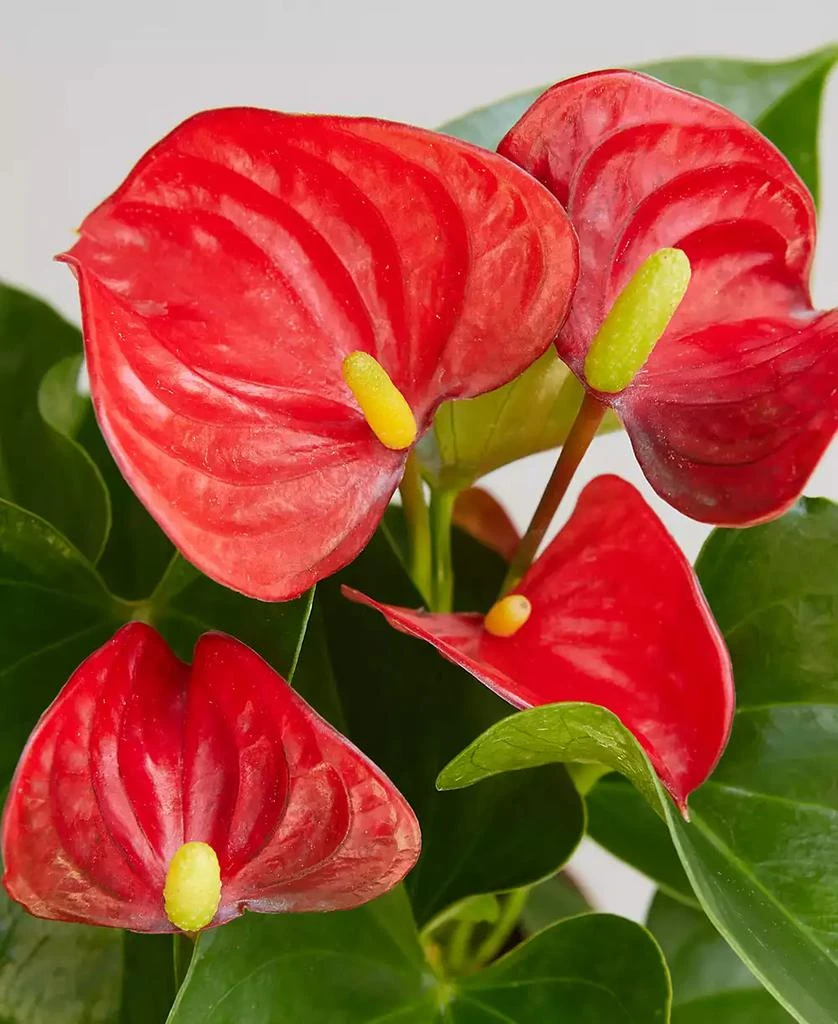 商品House Plant Shop|Red Anthurium Live Plant, 4" Pot,价格¥150,第2张图片详细描述