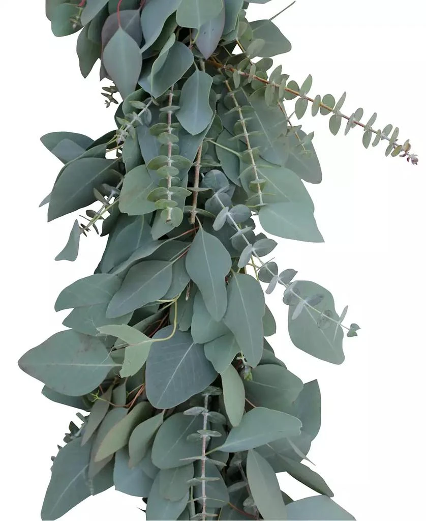 商品Magnolia Supply Co|Fresh Baby Blue and Silver Dollar Eucalyptus Garland, 6',价格¥748,第2张图片详细描述