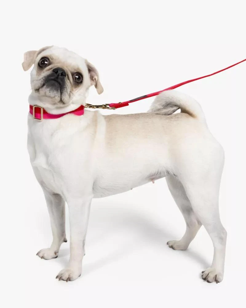 商品Kate Spade|Colorblock Leash S/m,价格¥243,第2张图片详细描述