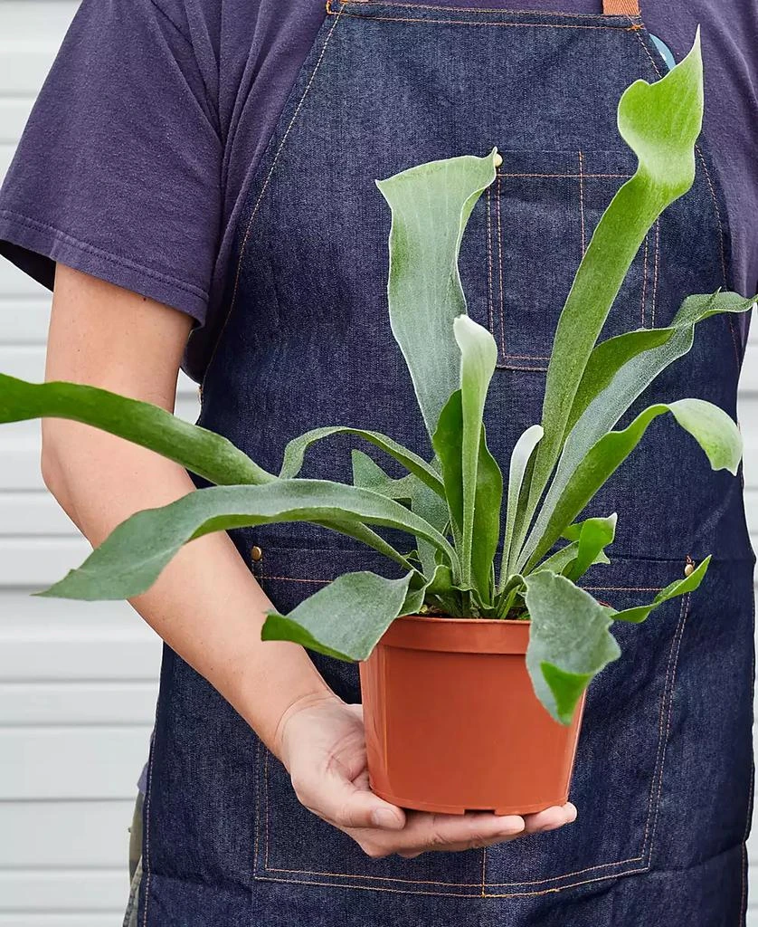 商品House Plant Shop|Staghorn Fern Live Plant, 6" Pot,价格¥191,第2张图片详细描述