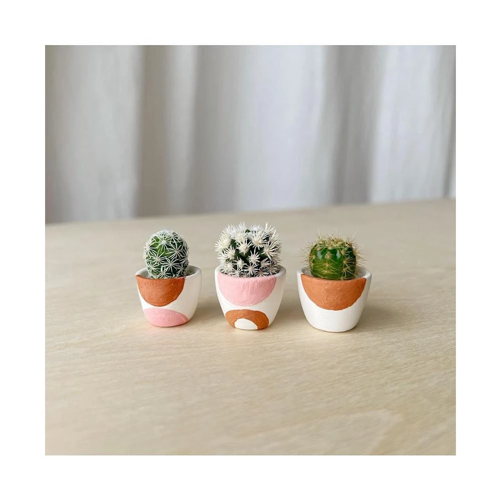 商品Tierra Sol Studio|Sonora Mini Cactus Collection,价格¥412,第1张图片