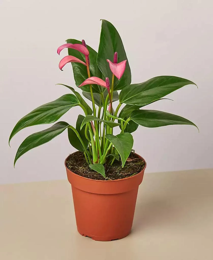 商品House Plant Shop|Purple Anthurium Live Plant, 4" Pot,价格¥155,第1张图片