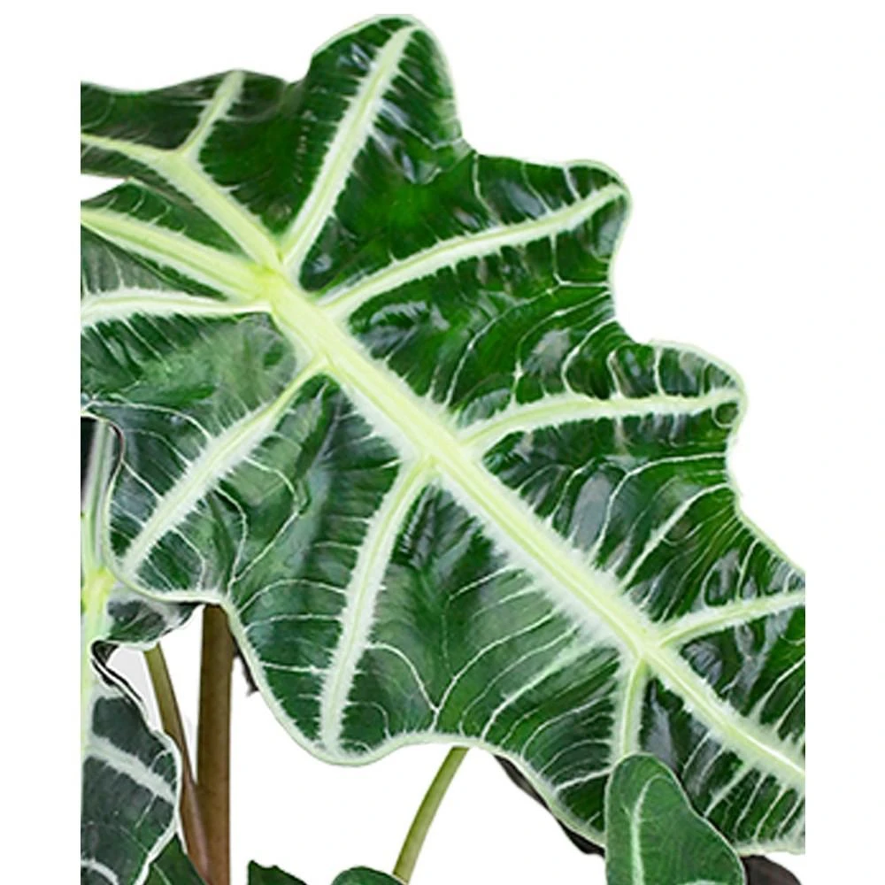 商品BloomsyBox|Alocasia Live Plant,价格¥449,第2张图片详细描述