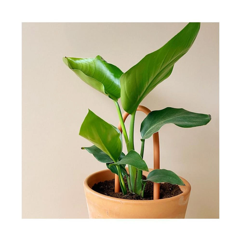 商品Tierra Sol Studio|Plant Support Stake - Terracotta Loop,价格¥262,第2张图片详细描述