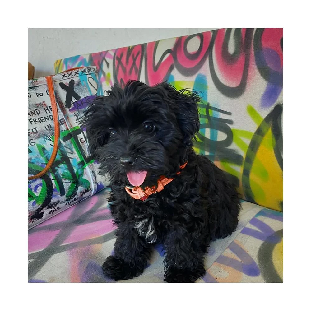 商品Waudog|Glamour genuine leather dog collar with QR passport,价格¥104,第3张图片详细描述