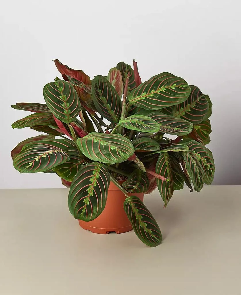 商品House Plant Shop|Maranta Red Prayer 'Herringbone' Live Plant, 6" Pot,价格¥191,第1张图片
