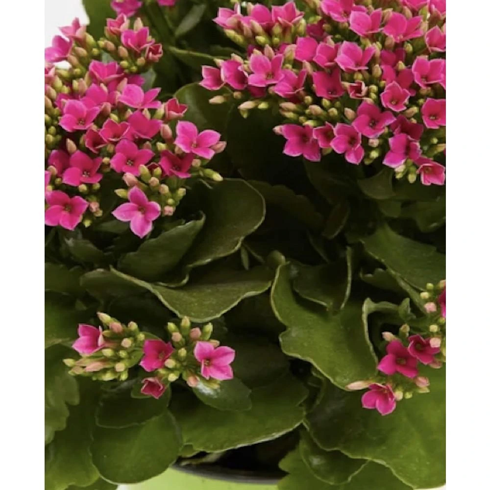 商品Lively Root|Blooming Kalanchoe Live Plant, 4" Coco Eco Pot,价格¥374,第2张图片详细描述