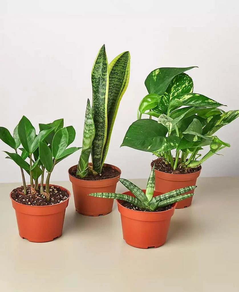 商品House Plant Shop|Easy Care Live Plants, Pack of 4,价格¥359,第1张图片