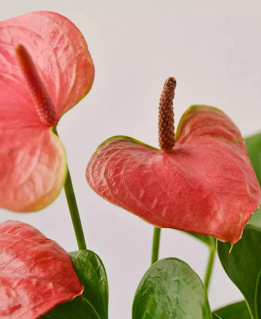 商品House Plant Shop|Pink Anthurium Live Plant, 4" Pot,价格¥155,第2张图片详细描述