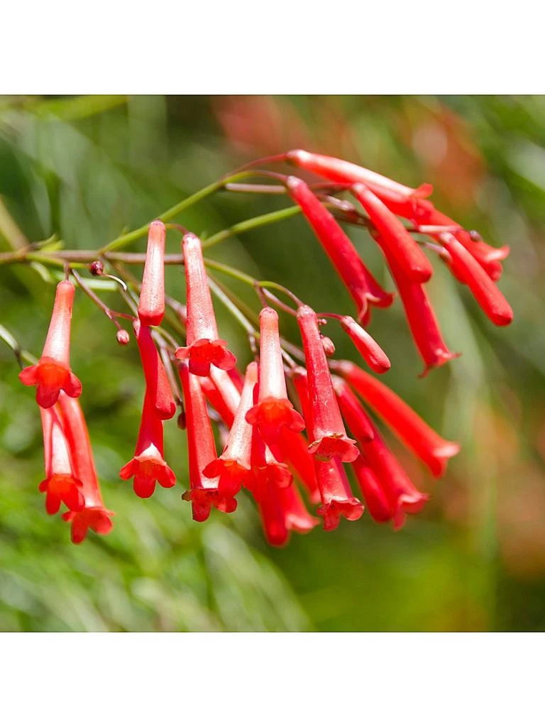 商品DECORTé|Hydra Clarity Micro Essence Cleansing Emulsion,价格¥280,第2张图片详细描述