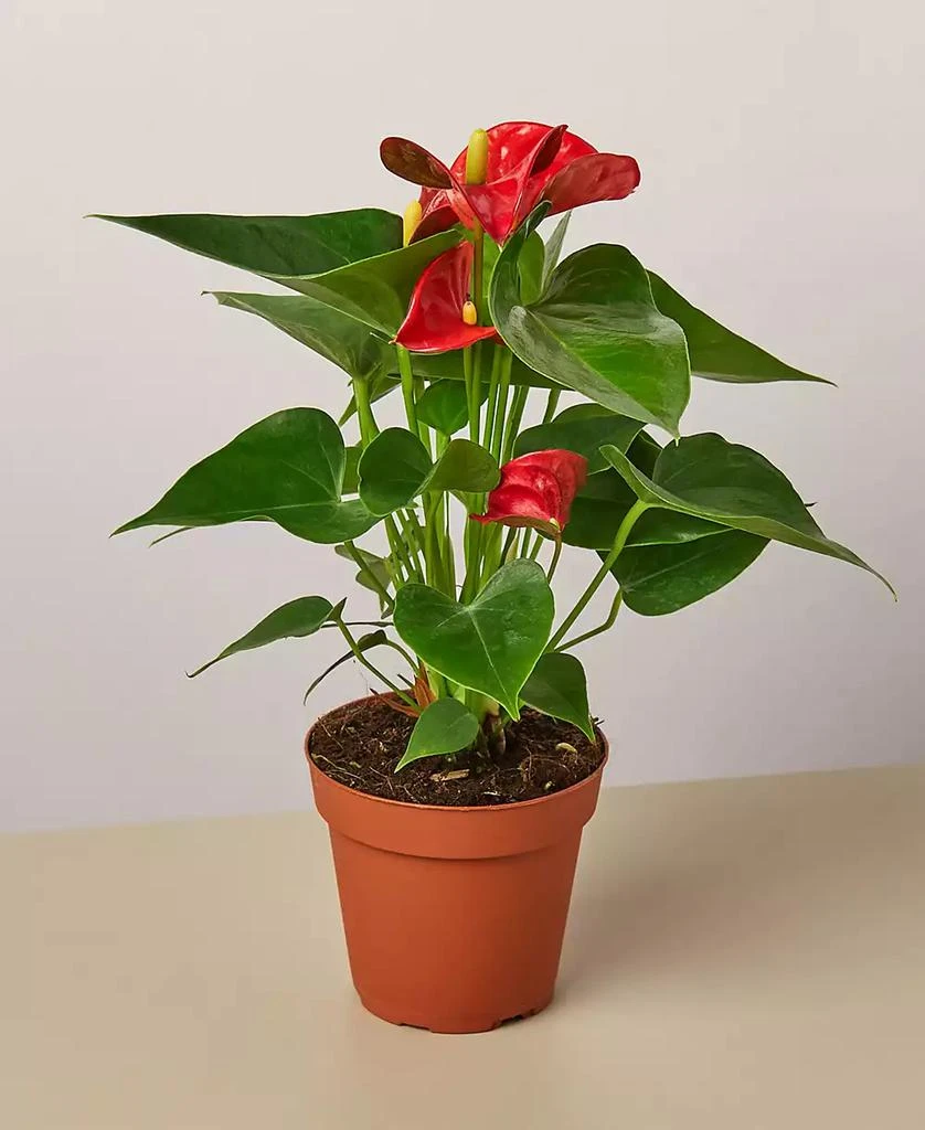 商品House Plant Shop|Red Anthurium Live Plant, 4" Pot,价格¥150,第1张图片