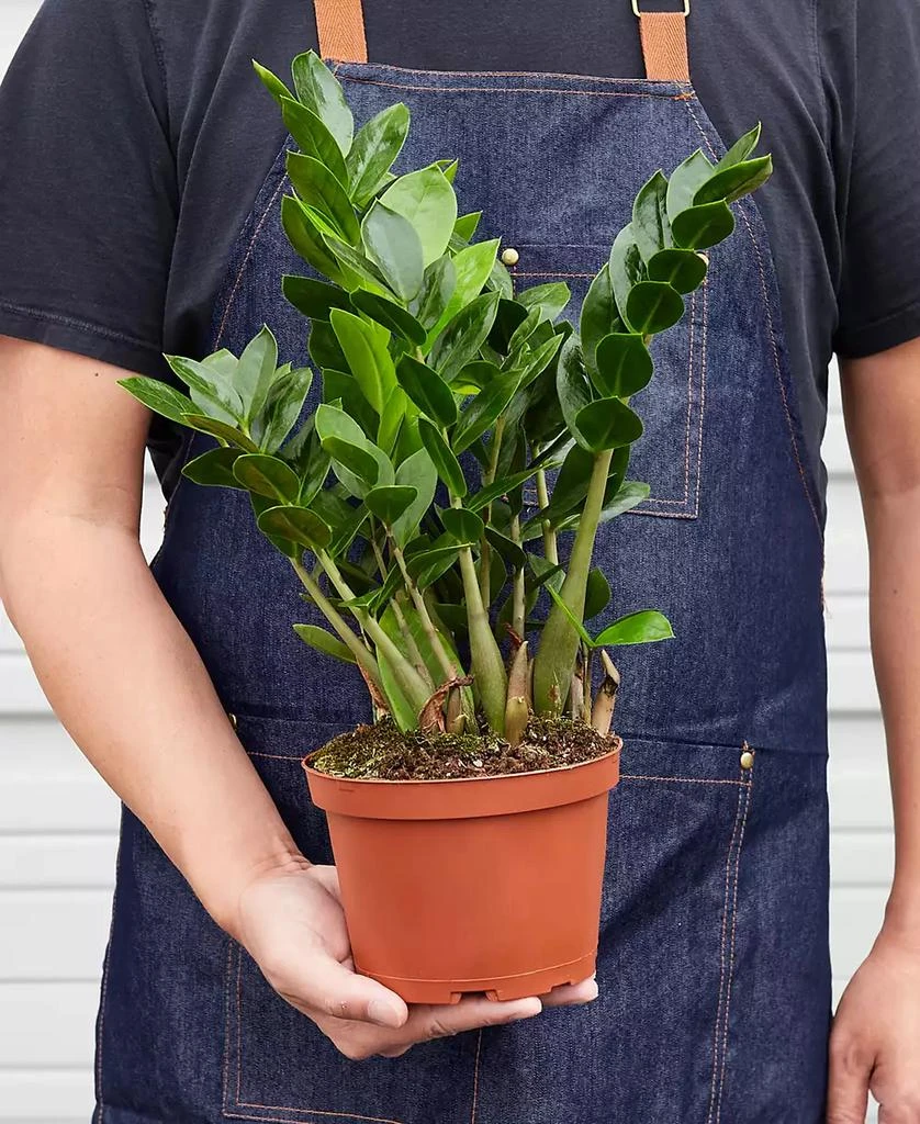 商品House Plant Shop|Zamioculcas Zamiifolia 'ZZ' Live Plant, 6" Pot,价格¥204,第2张图片详细描述