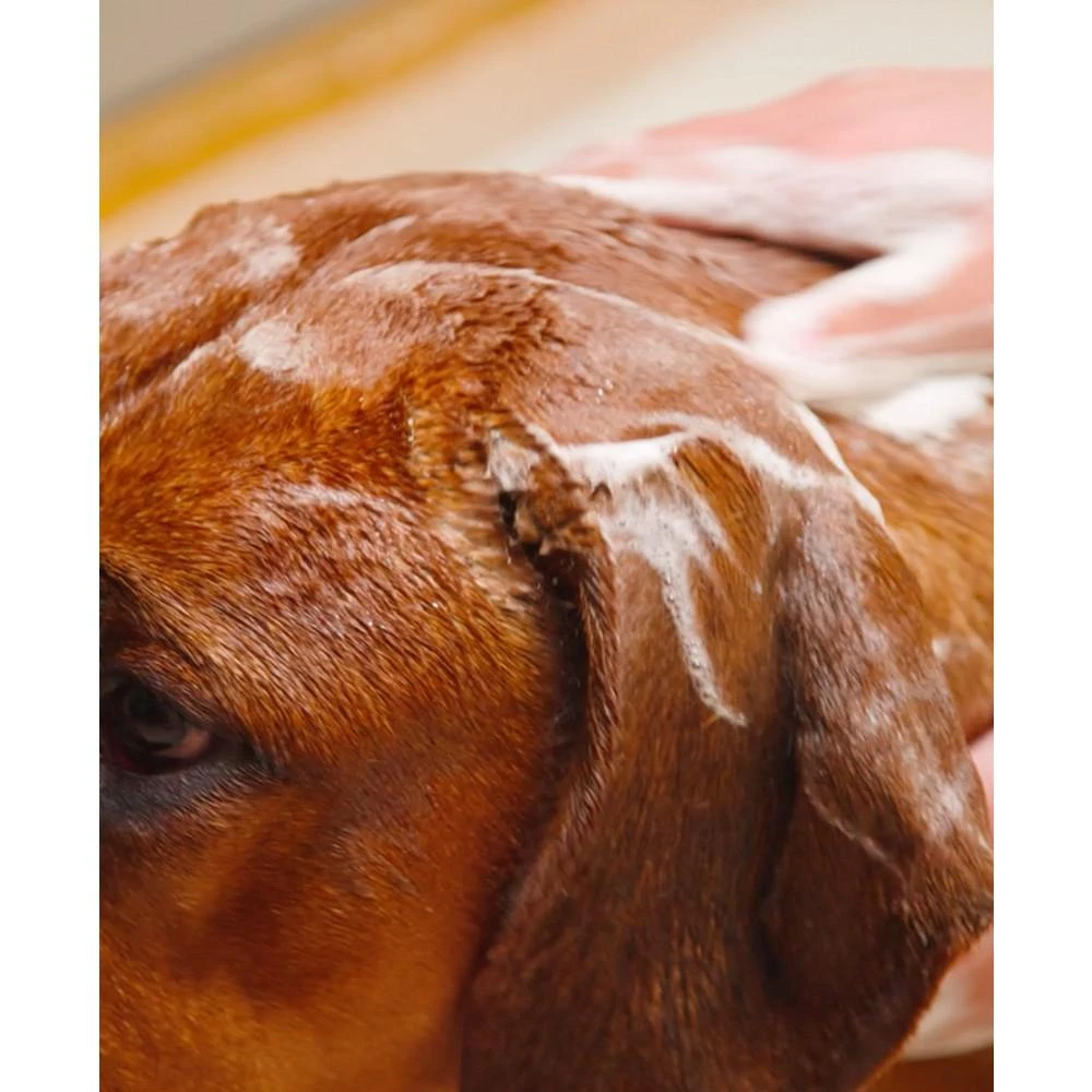 商品Petcode Paws|Hypoallergenic Shampoo Puppy, Dog Shampoo with Argan Oil,价格¥150,第2张图片详细描述