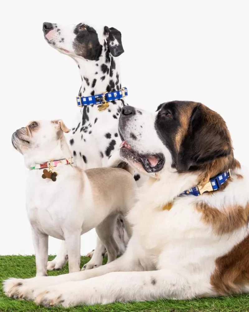 商品Kate Spade|Navy Gingham Collar XS,价格¥214,第2张图片详细描述