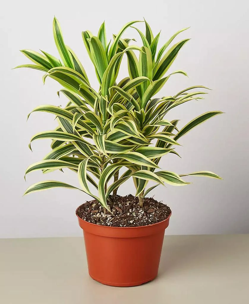 商品House Plant Shop|Dracaena 'Song Of India' Live Plant, 6" Pot,价格¥191,第1张图片
