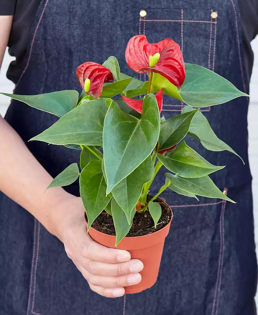 商品House Plant Shop|Red Anthurium Live Plant, 4" Pot,价格¥149,第3张图片详细描述