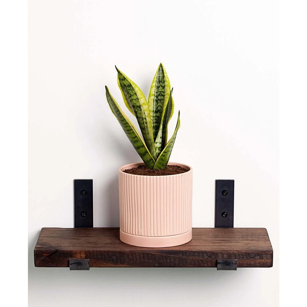 商品Greendigs|Live Snake Plant in Fluted Ceramic Pot, 5",价格¥337,第1张图片